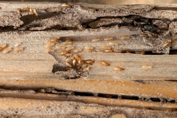 Best Wildlife Control Services  in Remlap, AL